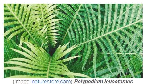 Understanding How Dr. Soleymani’s Tips Boost Skin Health and Longevity