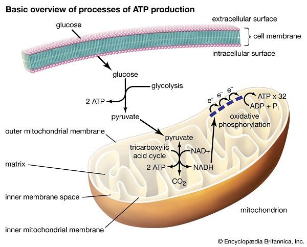 Adenosine Triphosphate (ATP): Physiology, Uses, and Roles - Longevity Box