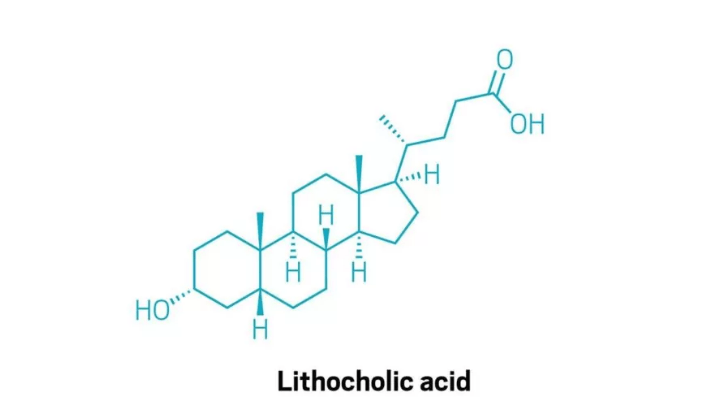 Can a Bile Acid Mimic the Rejuvenating Effects of Calorie Restriction? - Longevity Box