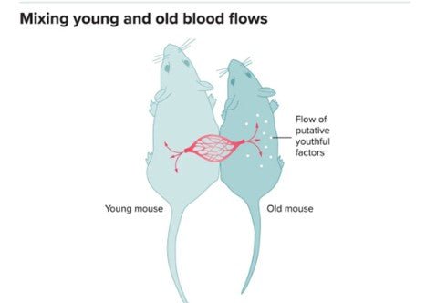 Can Blood Transfusions and Plasma Therapy Slow Down Aging? - Longevity Box