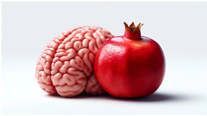 Can Urolithin A Help Prevent Alzheimer's Disease? New Mouse Study Shows Promise - Longevity Box