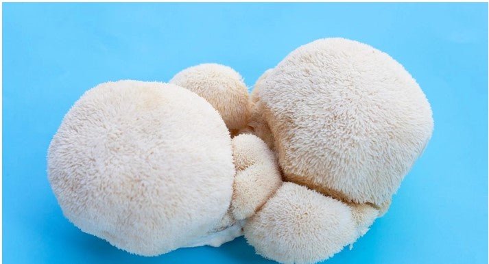 Discovering Mushroom Magic: How Ergothioneine May Extend Life and Boost Brain Health - Longevity Box