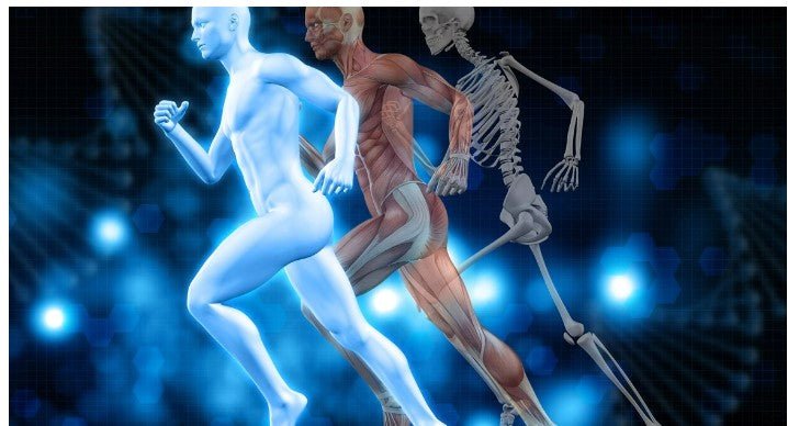 Exercise Protects Chromosome Ends from Aging-Related Damage - Longevity Box