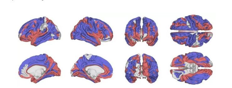 How an Amazonian Lifestyle Could Protect Against Brain Shrinkage with Age - Longevity Box