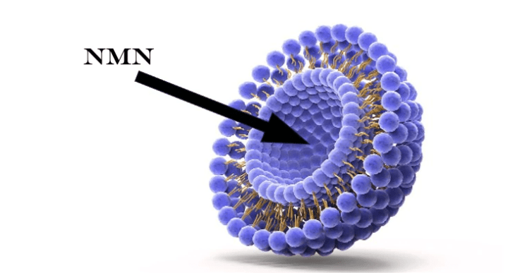 Liposomal NMN Boosts NAD+ Levels More Than Regular NMN - Longevity Box