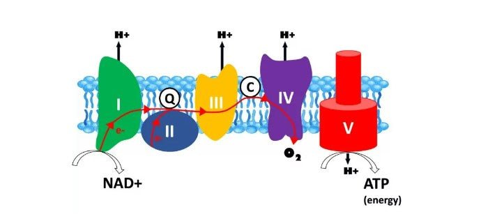 Mitochondria and Aging: How They Impact Longevity - Longevity Box