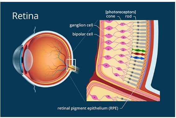 New CRISPR Gene Therapy Offers Hope for Restoring Vision - Longevity Box