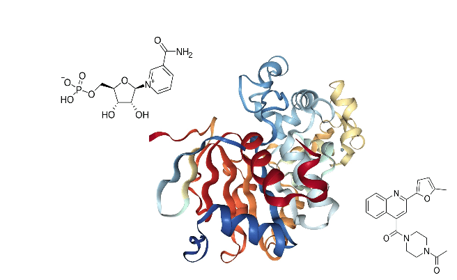 NMN and Sirtuins: Fighting the Hidden Accelerators of Aging - Longevity Box