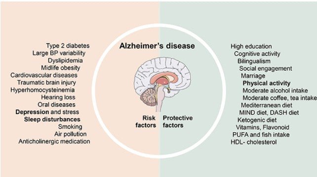 NMN, Probiotic, and Prebiotic Combo Reduces Alzheimer’s Plaques by 67% - Longevity Box
