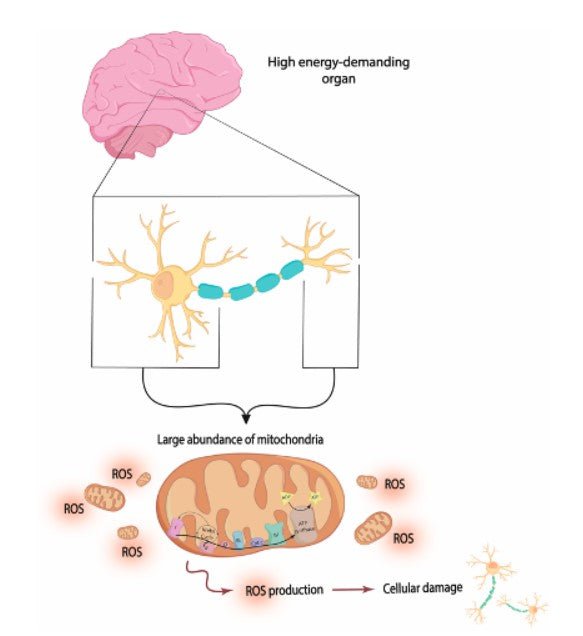 NMN's Role in Reducing Depression from Social Stress Explained - Longevity Box