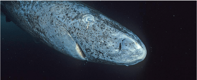 The Secrets Behind the Greenland Shark’s Astonishing 500-Year Lifespan - Longevity Box