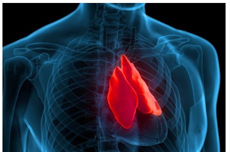 Understanding Greg Fahy's Anti-Aging Breakthrough with Thymus Rejuvenation - Longevity Box