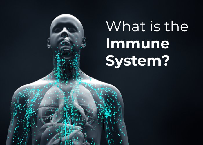 What is the Immune System? – Longevity Box